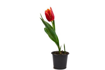 Tulip in a pot isolated on white background.