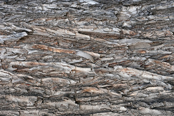 Tree bark texture close up background.