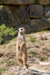 The meerkat watches anxiously.