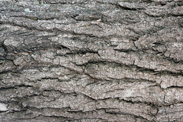 Tree bark texture close up background.