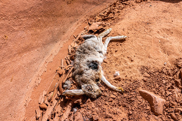 Orange sandstone ground and large dead decomposing jackrabbit bunny rabbit lying down at Antelope slot canyon in Arizona with texture on trail from Lake Powell