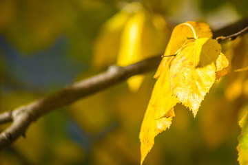 Obraz premium A lone leaf of yellow birch on a brown branch.