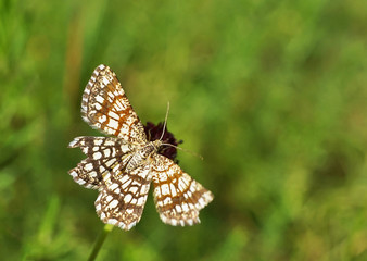 Schmetterlings Deutschlands - Gitterspanner