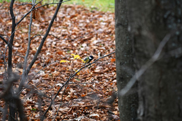 forest birds on a background of autumn foliage