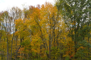 Fall foliage at its peak in Western Pennsylvania.