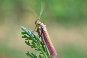 Schmetterlinge Deutschlands - Rhabarberzünsler