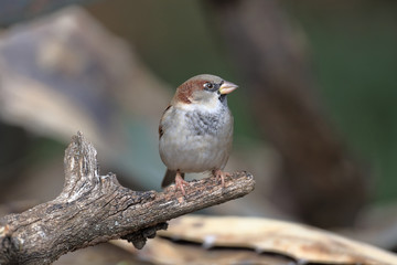 House sparrow male (Passer domesticus) perched on a log looking to the right