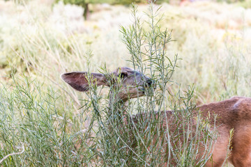 Closeup of one mule deer near camp site eating bushes green plants in Zion National Park in Utah campground
