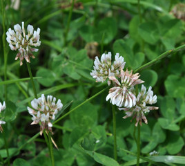 White clover blooms