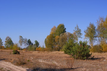 Beautiful landscape. Field, small pines and beautiful trees.