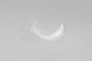 Soft single white feather floating in the air