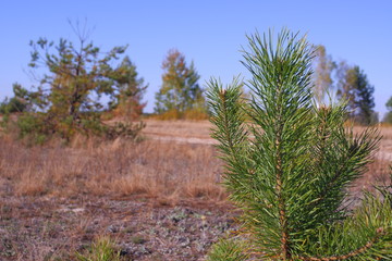Obraz premium Young pine with long green needles. Beautiful landscape in the background.