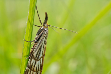 Schmetterlinge Deutschlands - Graszünsler