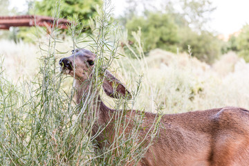 Closeup of one mule deer with big ears grazing near camp site eating bushes green plants in Zion National Park in Utah campground