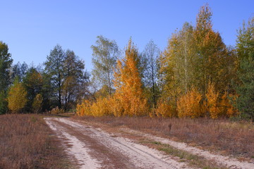 Autumn landscape. Dirt road and yellow trees
