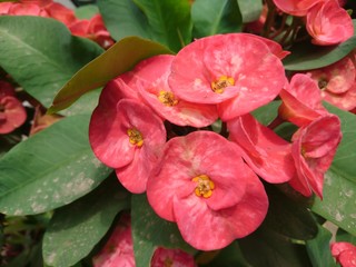 Macro close up of red Euphorbia milii flower with green leaves [2139]