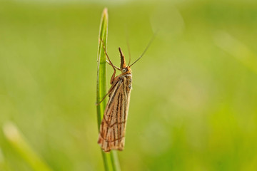 Schmetterlinge Deutschlands - Graszünsler