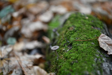 gray mushrooms on a stump in the autumn forest