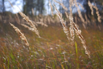 Fototapeta premium Blooming grass in the backlight of the setting sun.