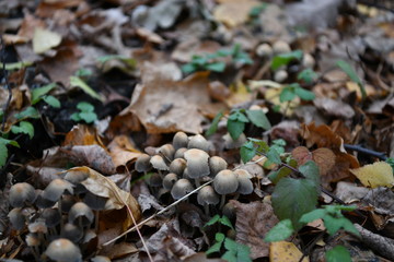 gray mushrooms on a stump in the autumn forest