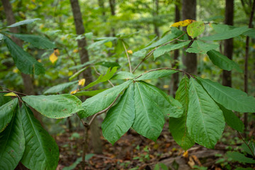 paw paw tree foliage in early autumn southern maryland calvert county usa