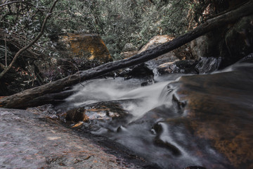 stream in forest