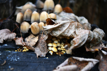 gray mushrooms on a stump in the autumn forest