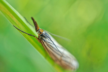 Schmetterlinge Deutschlands - Graszünsler