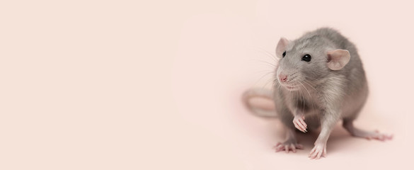 Banner. Decorative dumbo rat on a pink background. Copy space.