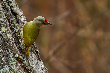 Bird - Grey-faced Woodpecker ( Picus canus ) creeps along the trunk of a birch. Close-up.