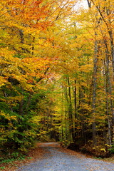 Fototapeta na wymiar forêt d'automne