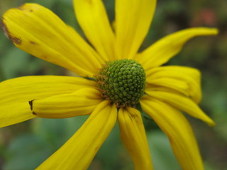 the yellow flower is like a Daisy