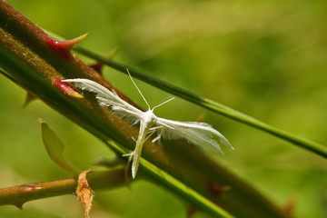 Schmetterlinge Deutschlands - Federgeistchen