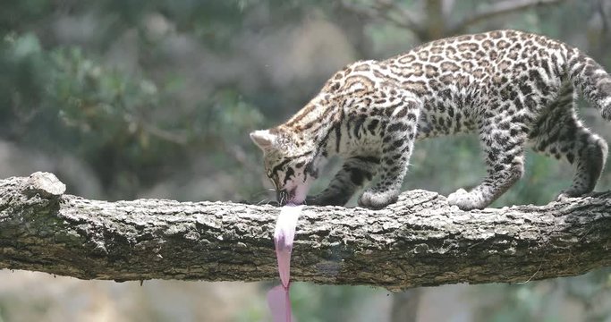 Ocelot (Leopardus pardalis), Wild Cat puppy playing in front of the den