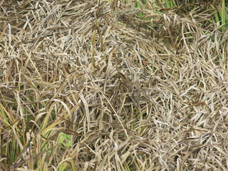 texture of autumn dry grass