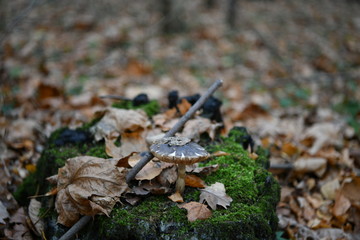 gray mushrooms on a stump in the autumn forest