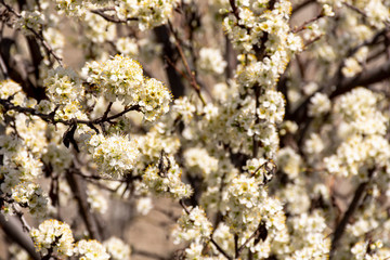 Close up view of blooming plum tree in spring