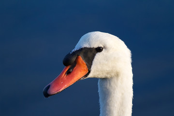 Portrait of a white swan in the Grado Lagoon (Italy)