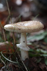 Pantherpilz