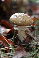 Pantherpilz