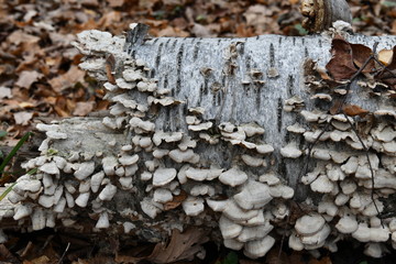 gray mushrooms on a stump in the autumn forest