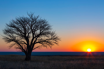 Lone tree at sunset on the pan