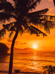 Fototapeta na wymiar Coconut palm and sunrise or sunset at beach with sea