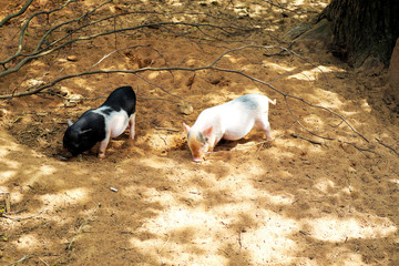 Porcos, porquinhos na areia comendo.