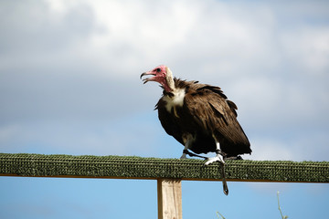 Vautour Néphron Moine