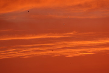 Sunset skies over Crete: red with birds and clouds