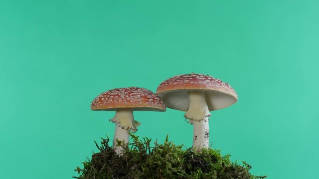 two amanita poisonous mushroom on green background time lapse
