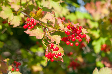 Ripe viburnum berries  on a branch close-up on a sunny day