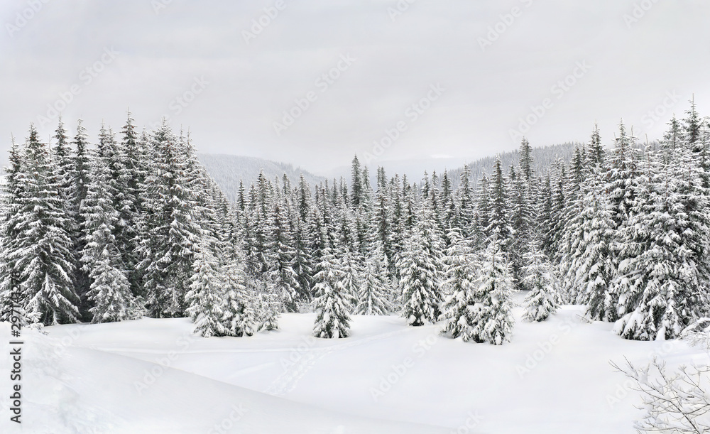 Wall mural winter landscape of mountains with path with footprints in snow following in fir forest and glade. c