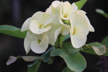 Close up macro. beautiful of blooming white Euphorbia milii on tree with green leaves [2152]